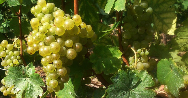 Grapevault Wines